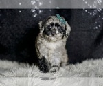 Puppy 6 Maltipoo