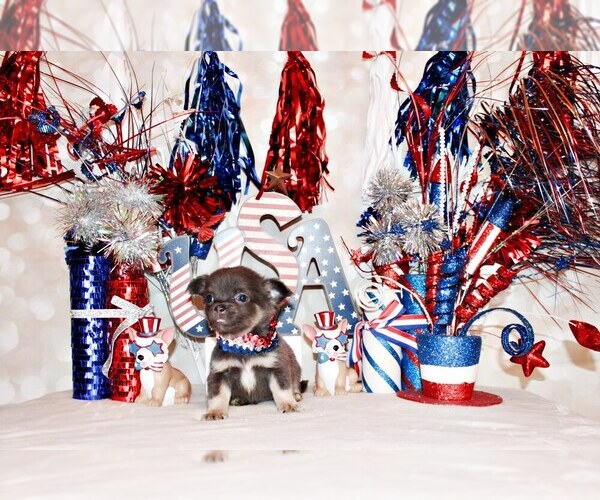 Medium Photo #39 Chihuahua Puppy For Sale in CHARLESTON, AR, USA
