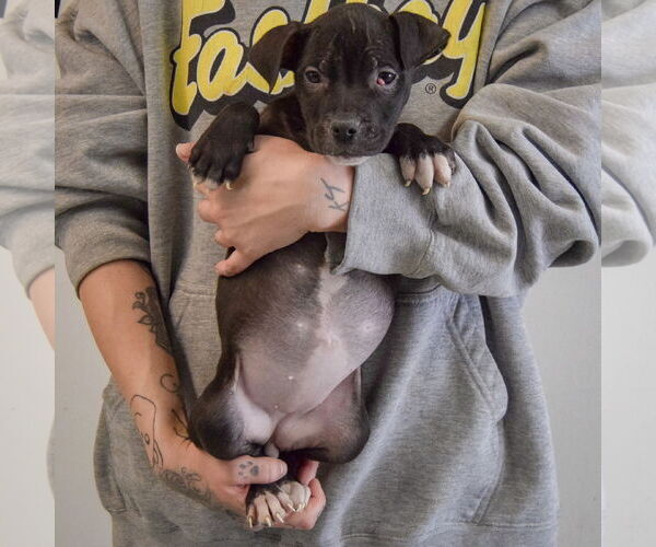 Medium Photo #3 American Staffordshire Terrier-Boxer Mix Puppy For Sale in Huntley, IL, USA