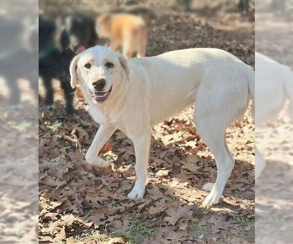 Medium Photo #4 Labrador Retriever-Unknown Mix Puppy For Sale in Genesee, WI, USA