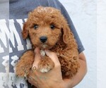 Legend - Male Goldendoodle (Miniature) Puppy for Sale - Photo #4