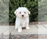 Gus - Male Maltese Puppy for Sale - Photo #2