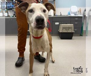 MJ - Female Labrador Retriever-Unknown Mix Dog for Adoption - Photo #2