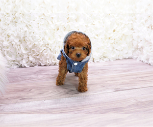 Poodle (Toy) Puppy for sale in FULLERTON, CA, USA