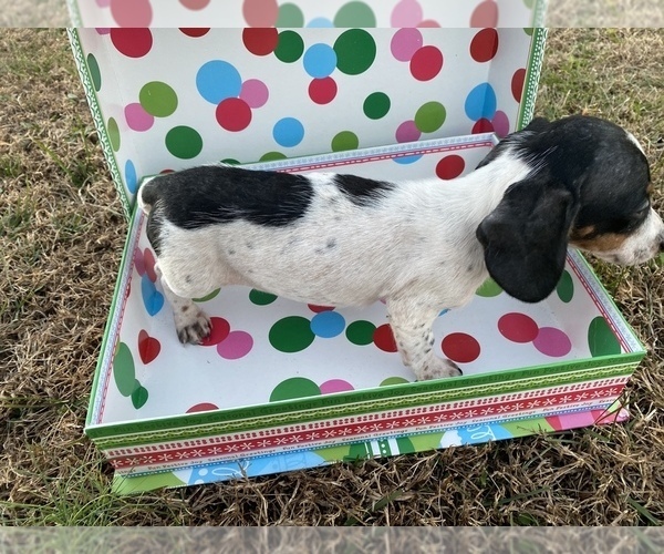 Medium Photo #3 Dachshund Puppy For Sale in LAWRENCEBURG, TN, USA