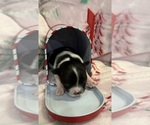 Sky - Female Chihuahua Puppy for Sale - Photo #23