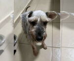Small #3 Mutt
