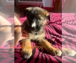 Puppy Brown boy German Shepherd Dog-Siberian Husky Mix