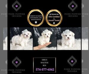 Maltese Puppy for sale in WARSAW, IN, USA