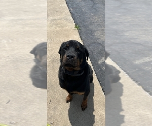 Rottweiler Puppy for sale in COTTLEVILLE, MO, USA