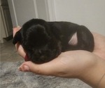 Puppy Puppy 6 Chihuahua-Chiweenie Mix