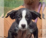 Small #3 Border Collie Mix