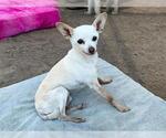 Small #1 Chihuahua