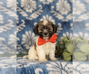 Medium Havanese