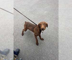 Doberman Pinscher-Unknown Mix Dogs for adoption in Chula Vista, CA, USA