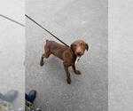 Small Doberman Pinscher Mix