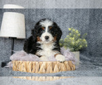 Small #1 Bernedoodle (Miniature)