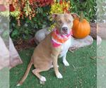 Small #1 American Pit Bull Terrier Mix