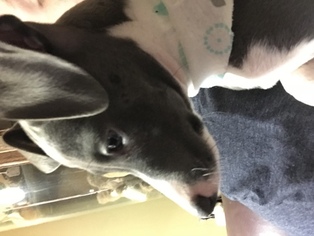 Italian Greyhound Puppy for sale in PIKETON, OH, USA