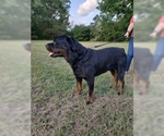 Small Photo #1 Rottweiler Puppy For Sale in FUQUAY VARINA, NC, USA