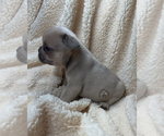 Small #3 French Bulldog