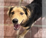 Small Photo #4 Border Collie Puppy For Sale in Yardley, PA, USA