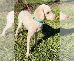 Baxter - Male Mutt Dog for Adoption - Photo #3