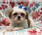 Small Photo #15 Lhasa Apso Puppy For Sale in LAKELAND, FL, USA
