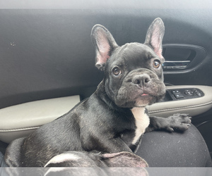 French Bulldog Puppy for sale in BOSTON, MA, USA