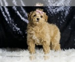 Small #5 Maltipoo