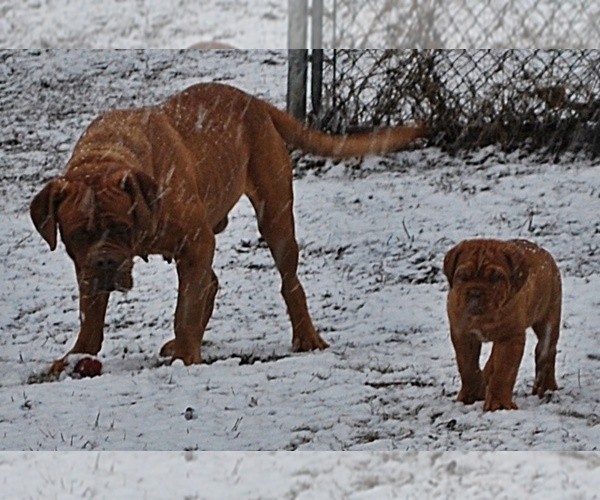 Medium Photo #8 Dogue de Bordeaux Puppy For Sale in ANDOVER, CT, USA