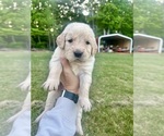 Puppy Orange Golden Retriever