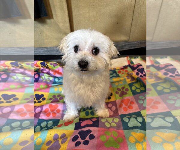 Medium Photo #4 Maltipoo (Toy) Puppy For Sale in Pacolet, SC, USA