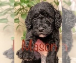 Small Photo #9 Goldendoodle-Poodle (Standard) Mix Puppy For Sale in GRESHAM, OR, USA