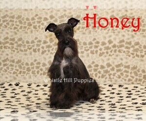 Mother of the Schnauzer (Miniature) puppies born on 09/15/2021
