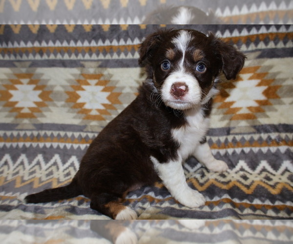 Medium Photo #8 Miniature Australian Shepherd Puppy For Sale in ADAIR VILLAGE, OR, USA
