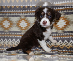 Medium Miniature Australian Shepherd
