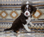 Puppy Freedom Miniature Australian Shepherd