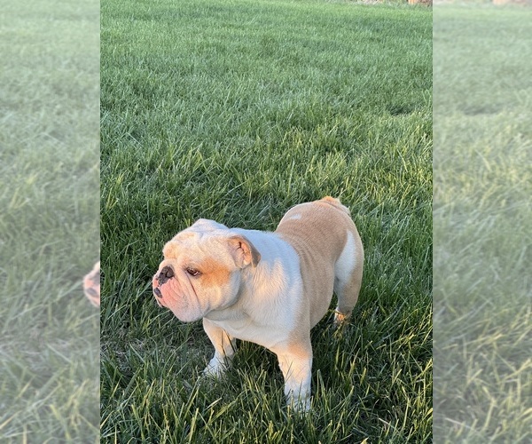 Medium Photo #1 English Bulldog Puppy For Sale in EVEREST, KS, USA