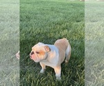 Small Photo #1 English Bulldog Puppy For Sale in EVEREST, KS, USA