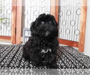 ShihPoo Puppy for sale in NAPLES, FL, USA