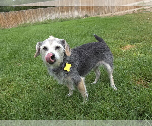 Medium Photo #13 Mutt Puppy For Sale in Sandy, UT, USA