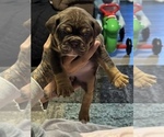 Puppy Choc Tri Female Olde English Bulldogge