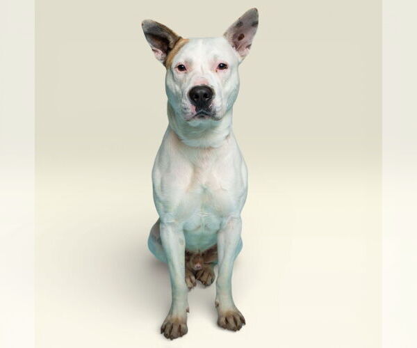 Medium Photo #3 Argentinian Mastiff-Unknown Mix Puppy For Sale in Rowlett, TX, USA