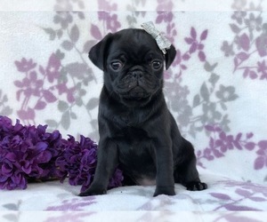 Pug Puppy for sale in LAKELAND, FL, USA