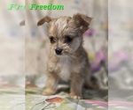 Small #5 Chorkie-Yorkshire Terrier Mix