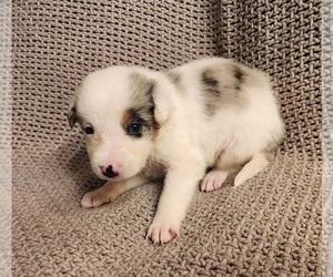 Texas Heeler Puppy for sale in UTICA, NY, USA