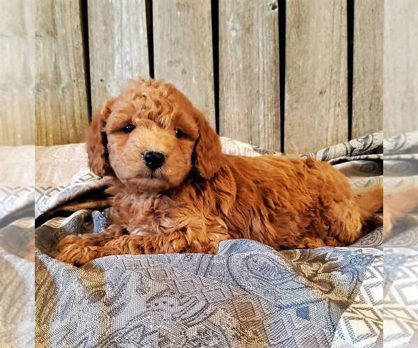 Medium Photo #1 Goldendoodle-Poodle (Miniature) Mix Puppy For Sale in WITHEE, WI, USA