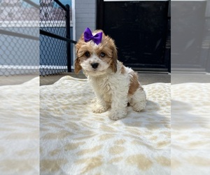Cavachon Puppy for sale in RANDOLPH, MA, USA
