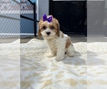 Small Cavachon